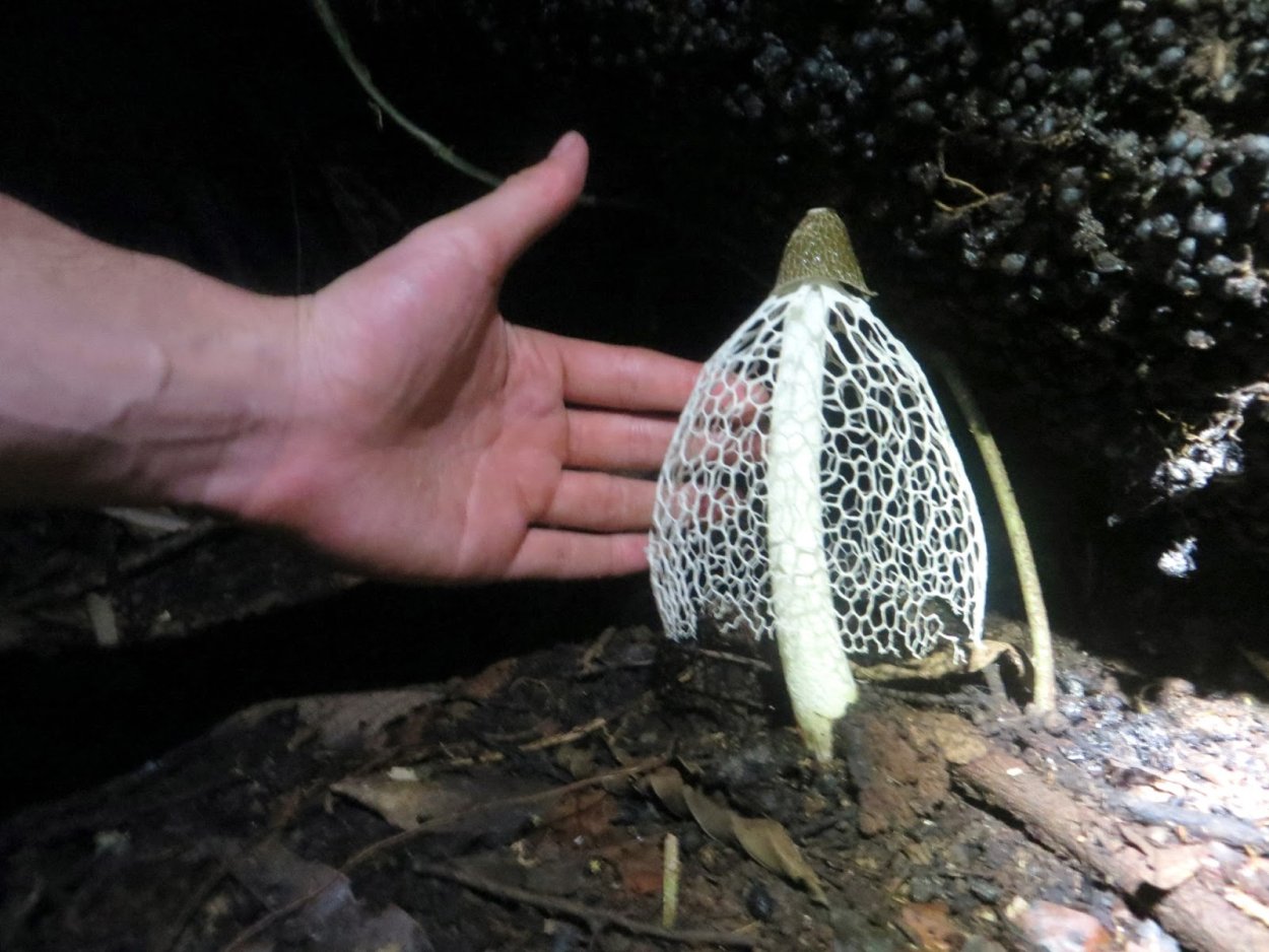 Диктиофора сдвоенная