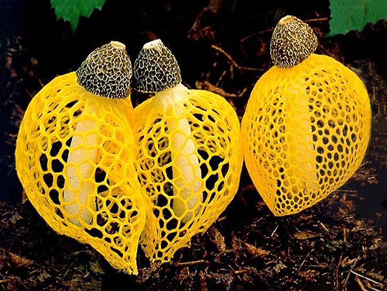 Гриб диктиофора