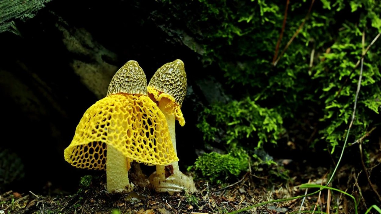 Гриб Веселка Сетконоска