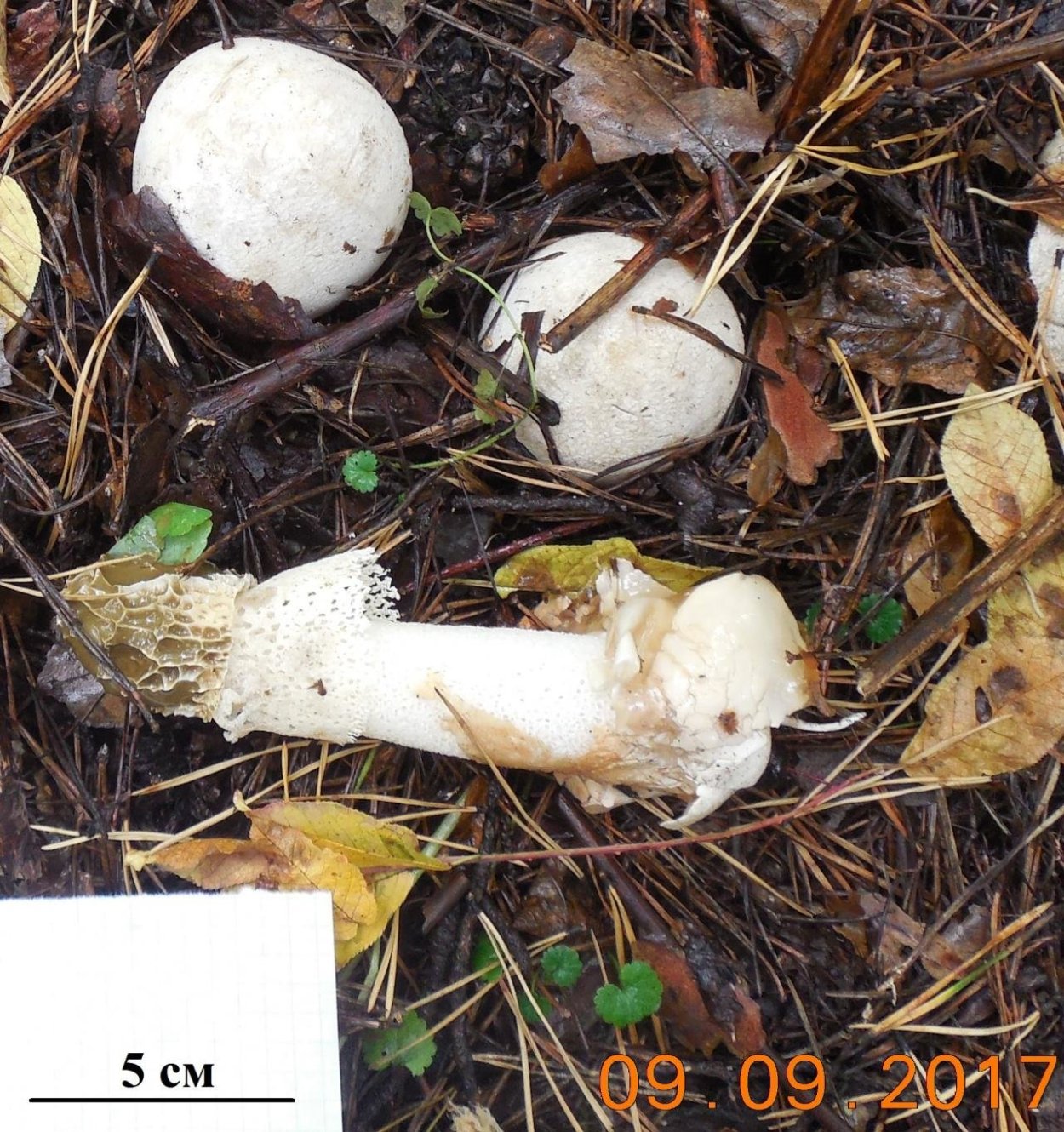 Фиолетовая поганка