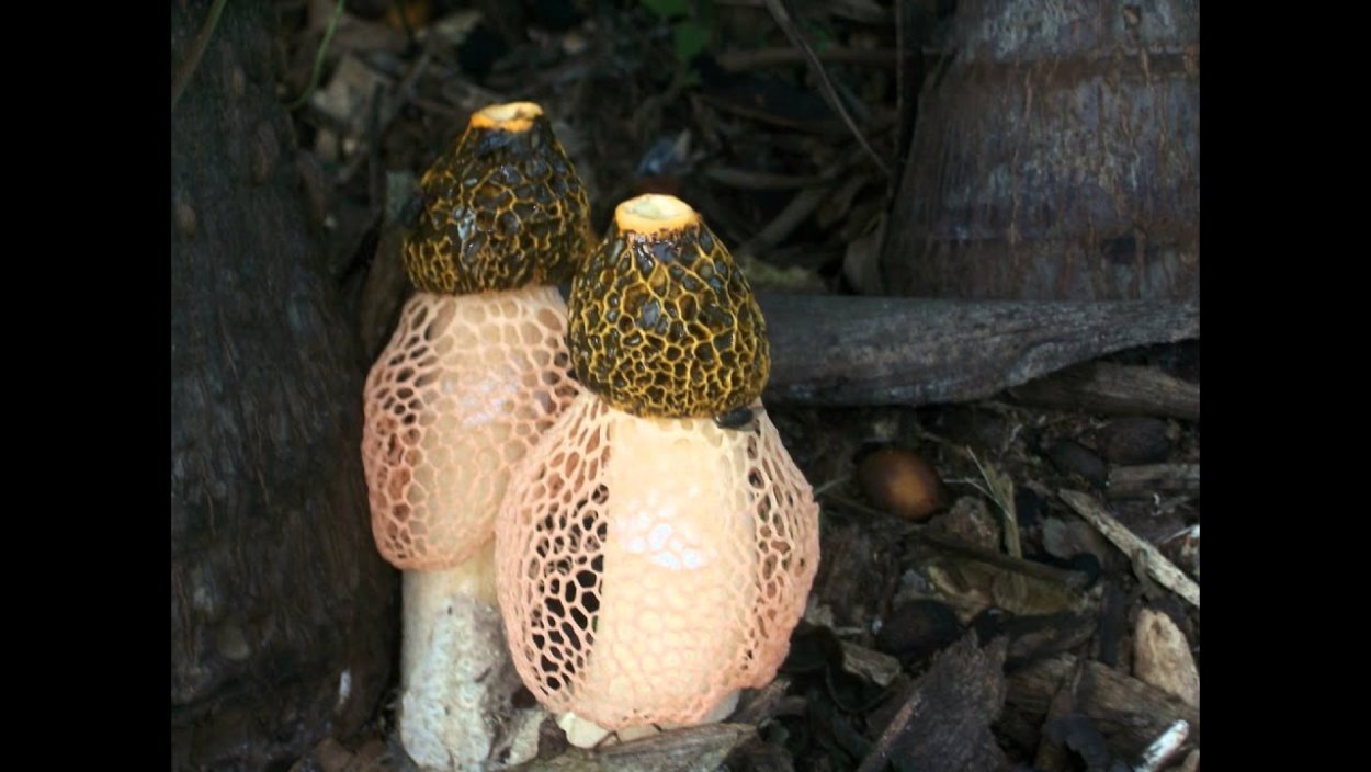 Бамбуковый гриб (phallus indusiatus).