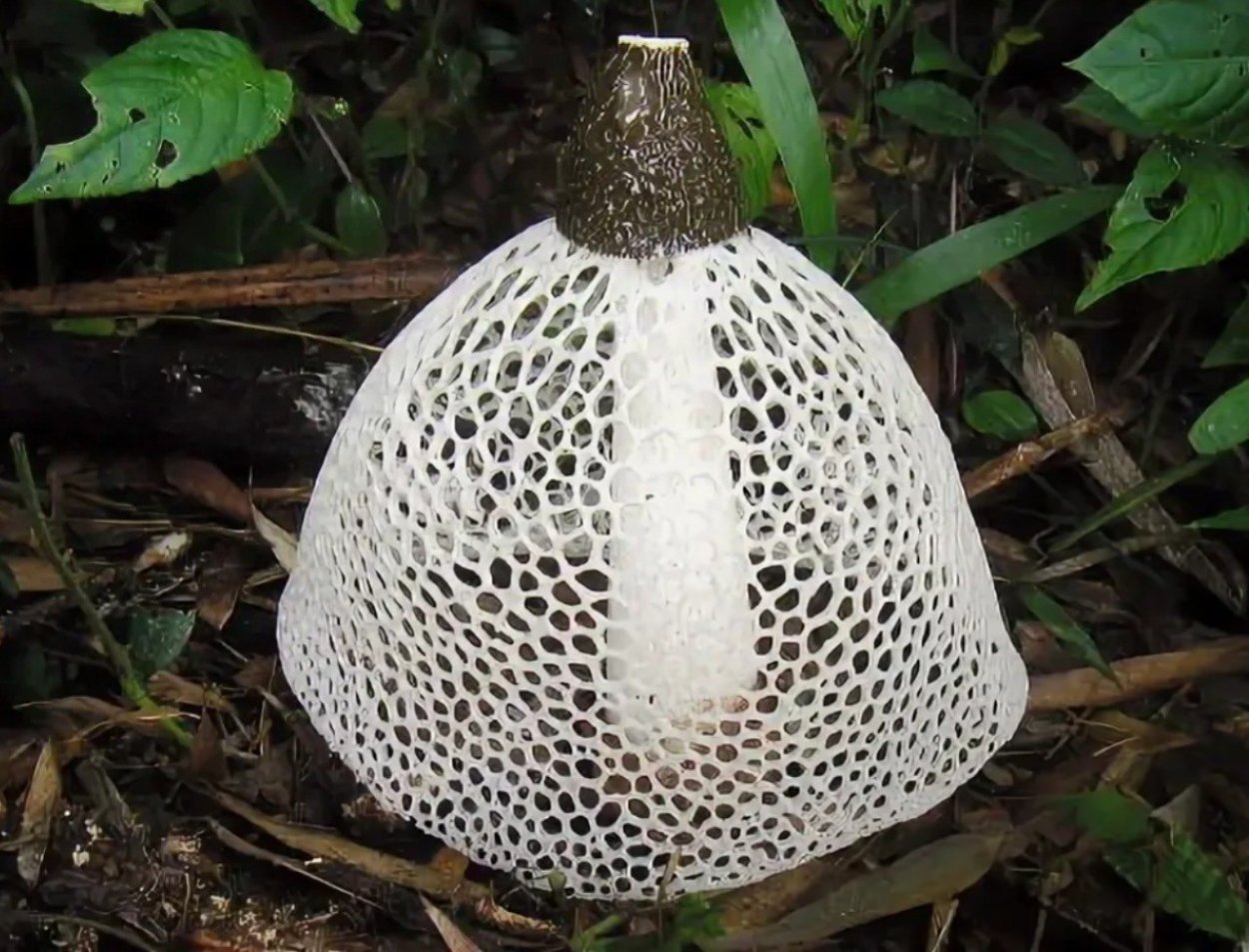 Гриб Сетконоска