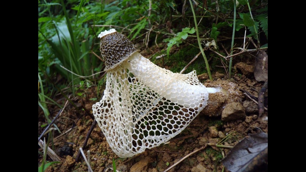 Белый гриб сетчатый обои