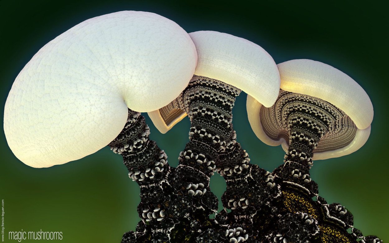 Спарассис курчавый