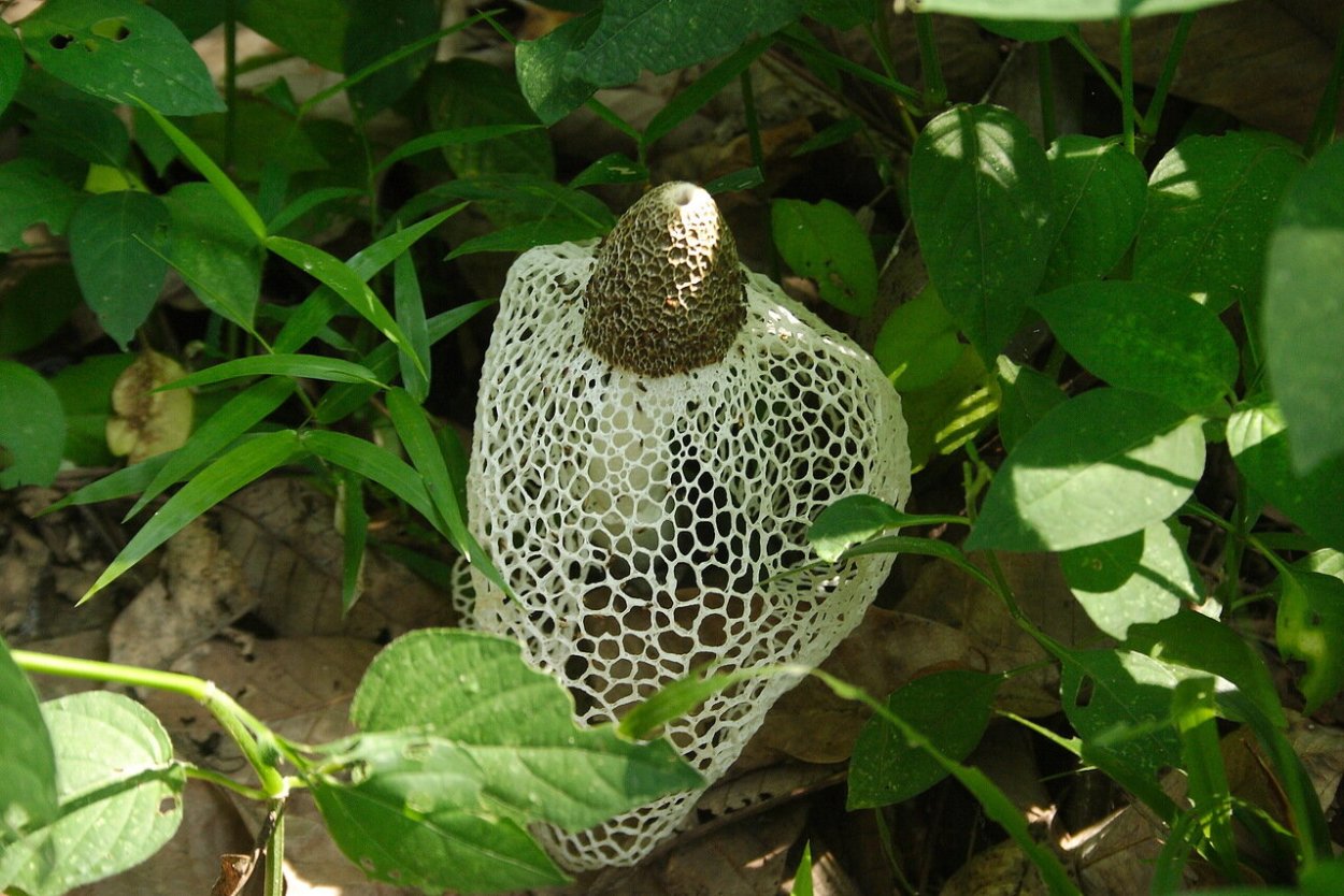 Гриб с оружием