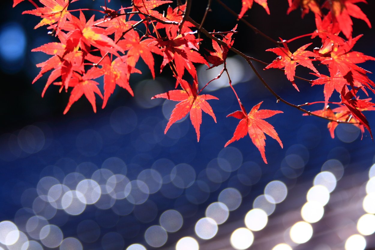 Листья японского клена