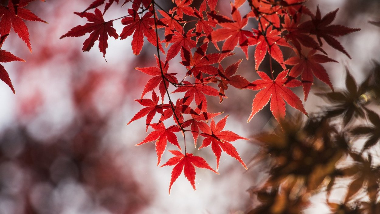 Ветка японского клена