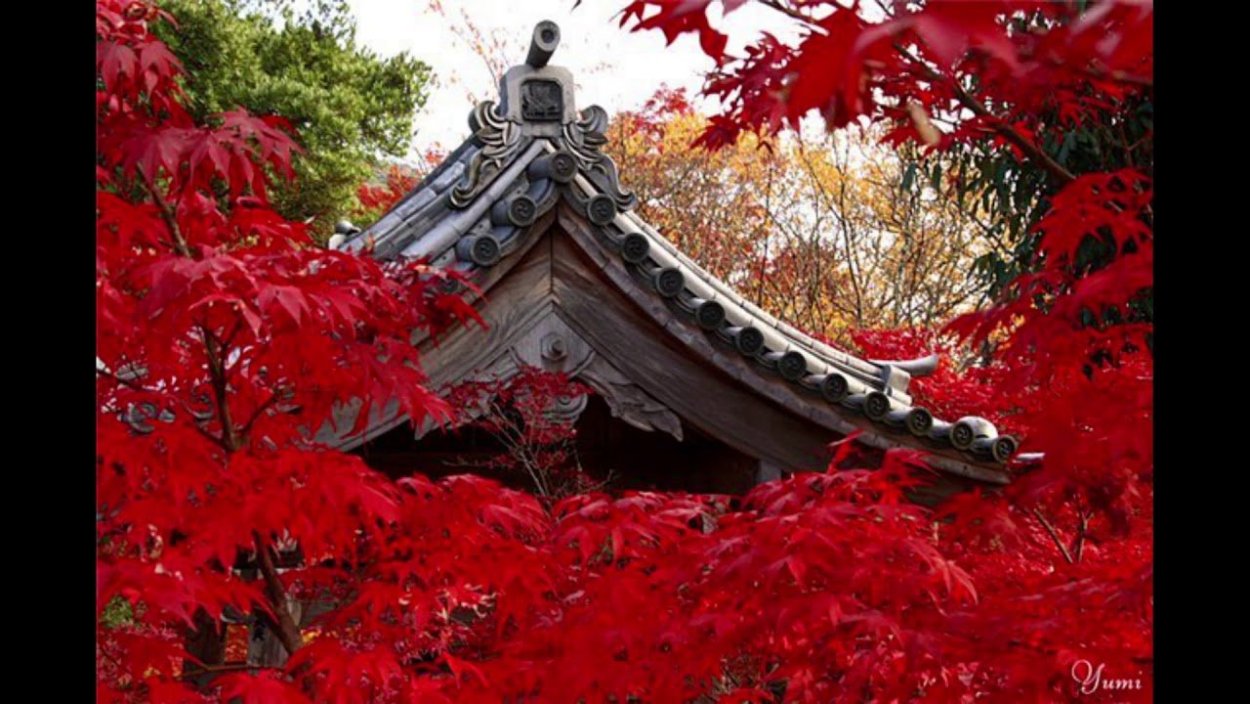 Красный клен Япония Момидзи