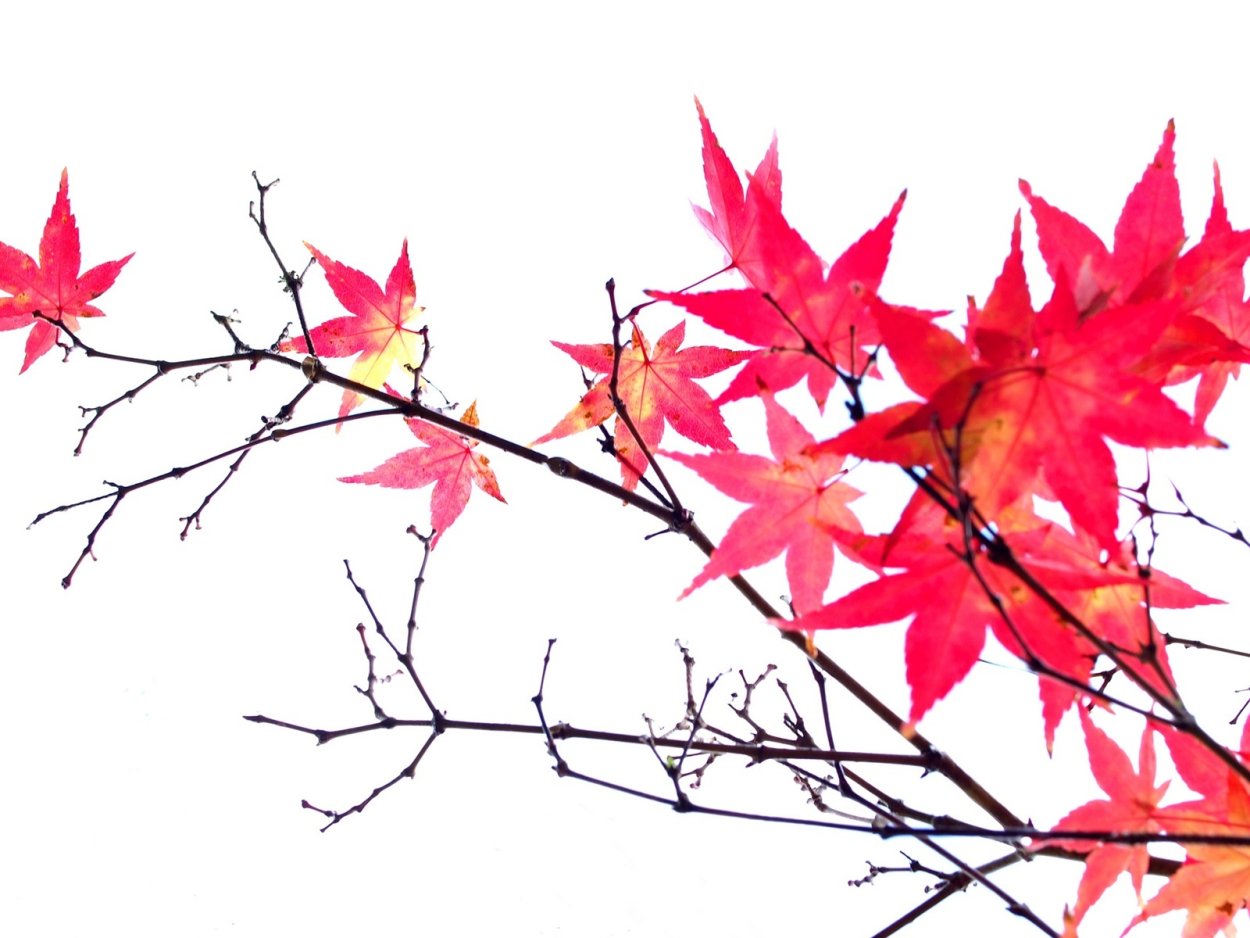 Ветка с кленовыми листьями