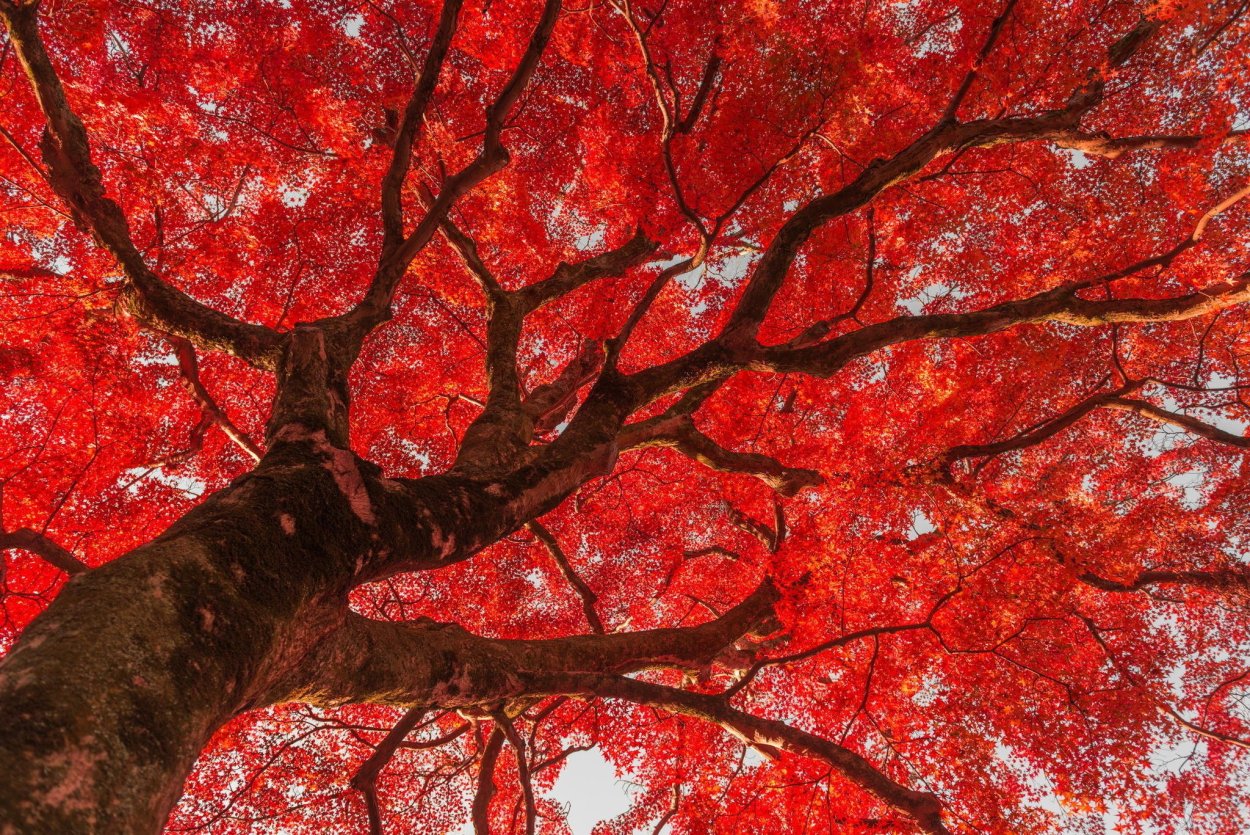 Красное дерево