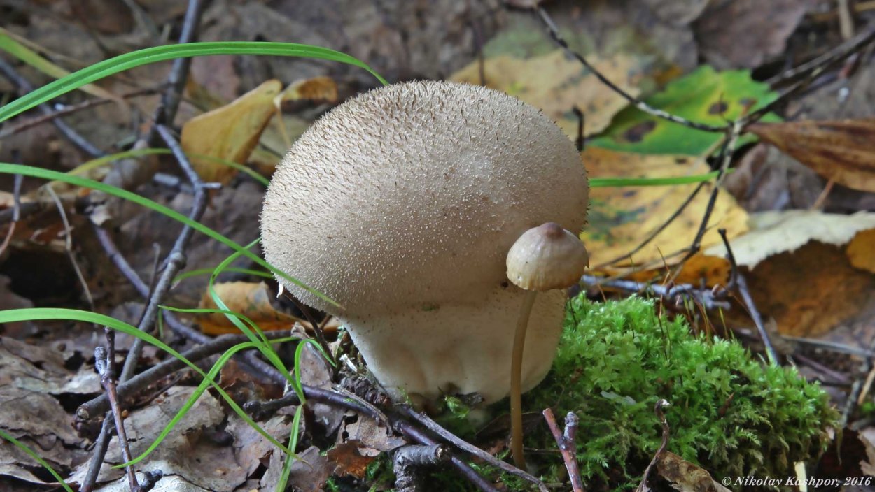 Ложнодождевик склеродерма