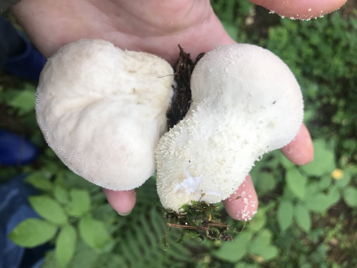 Дождевик гриб на белом фоне