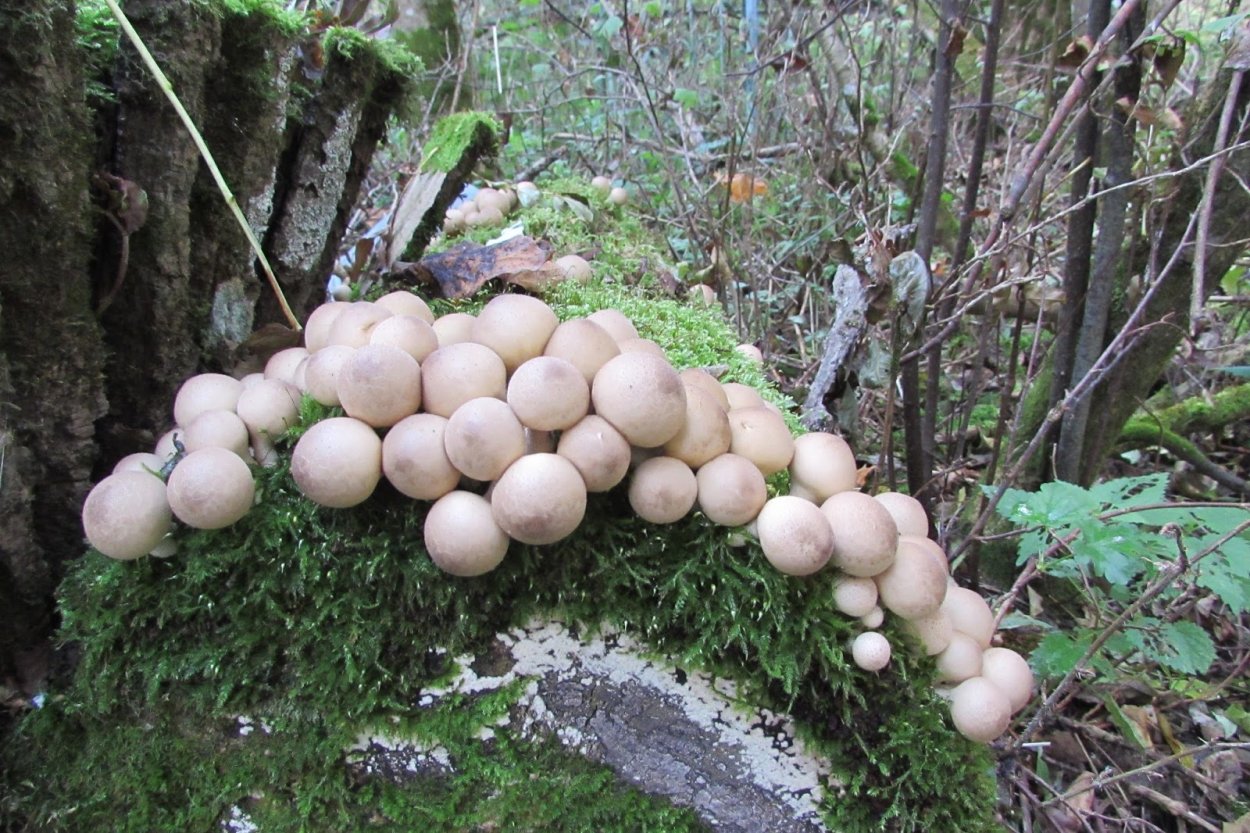Lycoperdon perlatum
