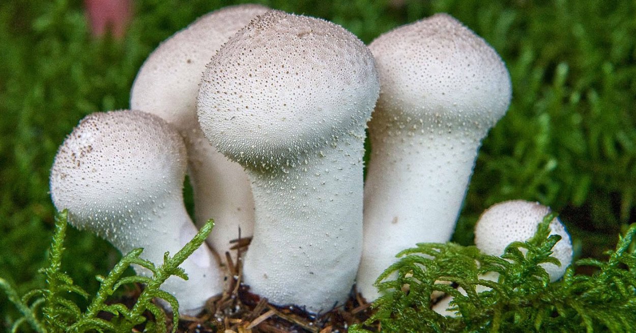 Дождевик грушевидный гриб