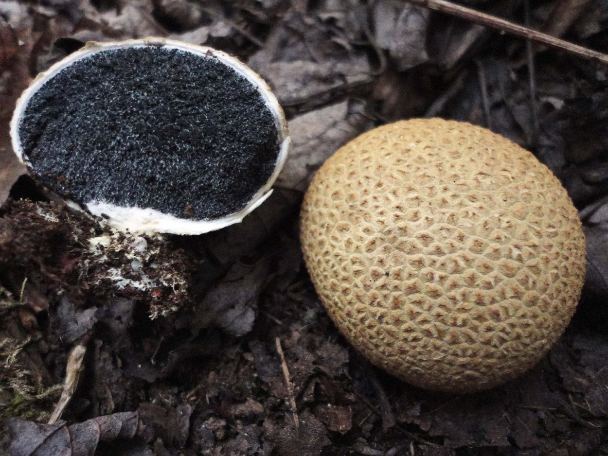 Гриб дождевик в Крыму