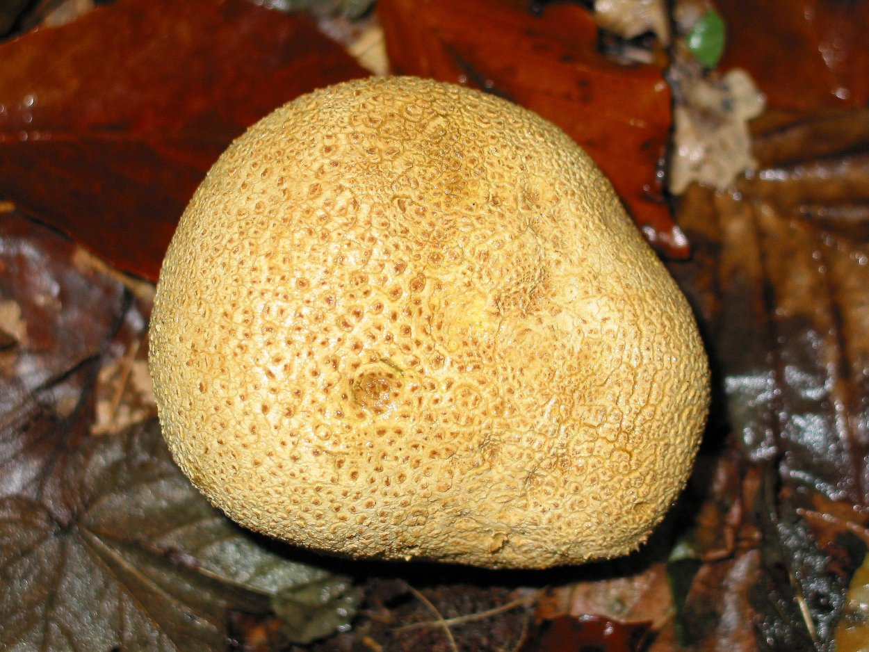 Lycoperdon perlatum