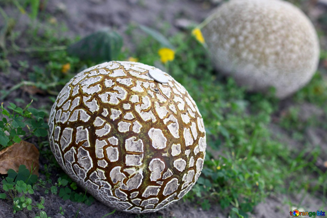 Дождевик шиповатый Lycoperdon perlatum