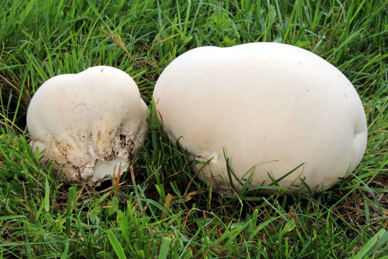 Lycoperdon saccatum