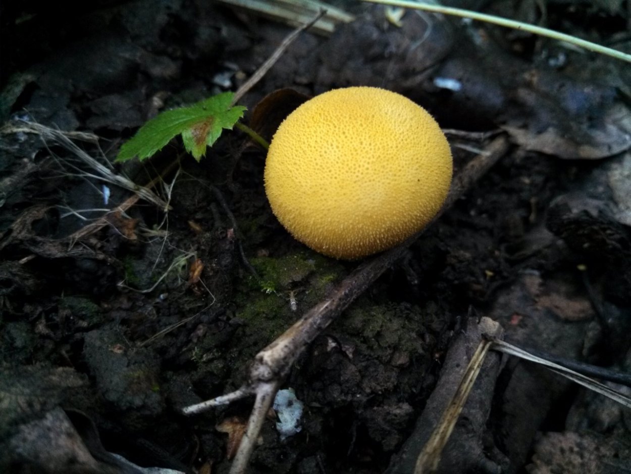 Lycoperdon flavotinctum
