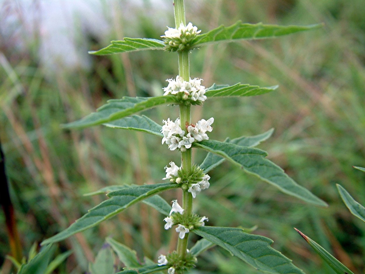 Зюзник Bugleweed