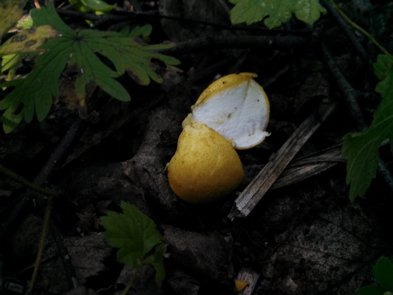 Дождевик желтый гриб