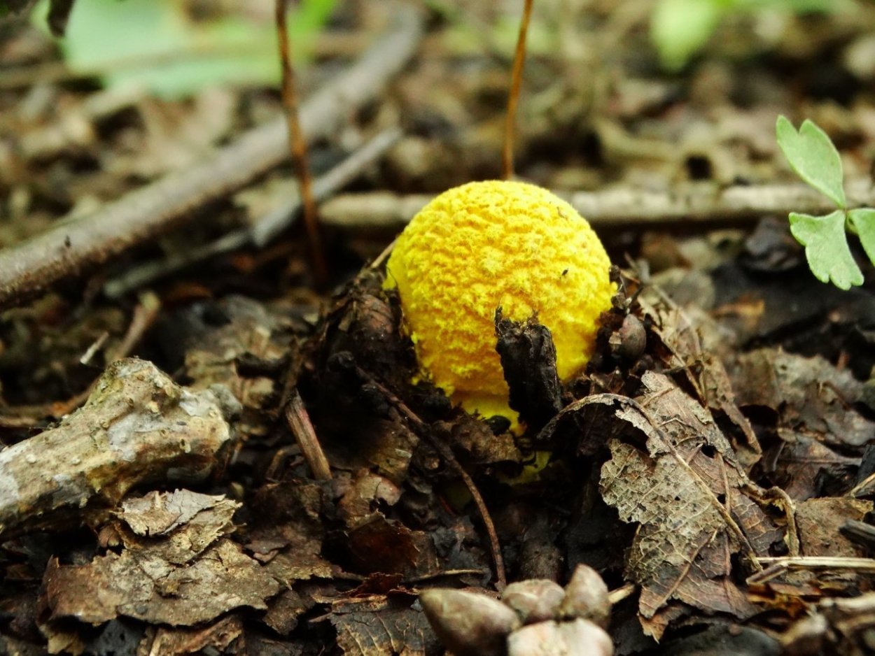 Паутинник желтый (приболотник)