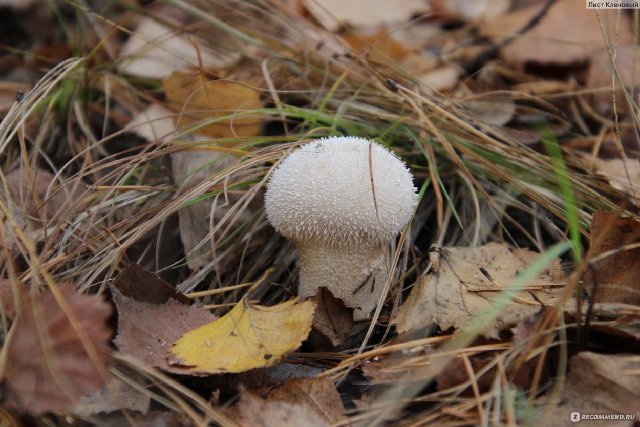 Ложнодождевик обыкновенный