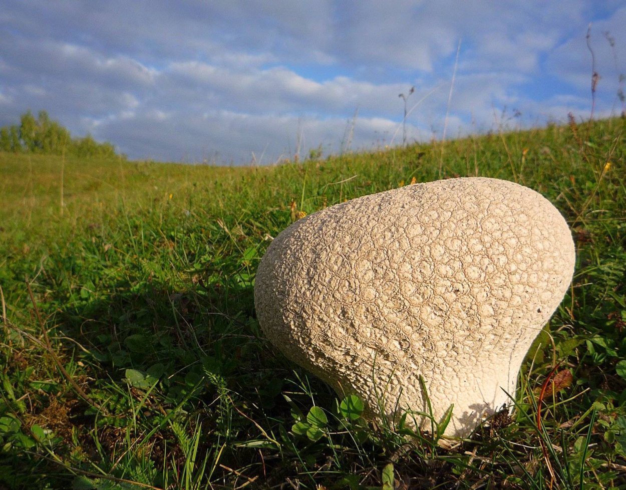 Дождевик грушевидный Lycoperdon pyriforme