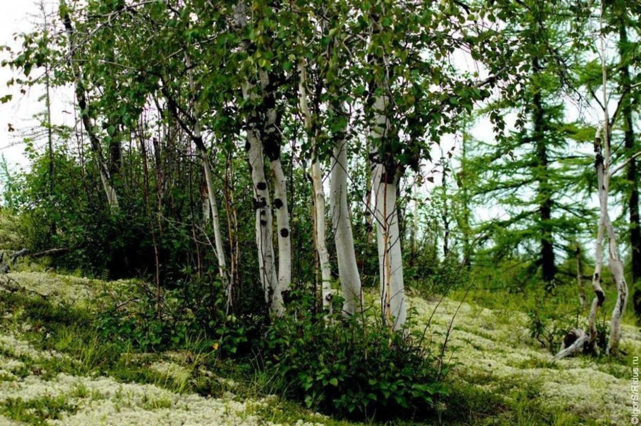 Карликовая берёза Таймыр