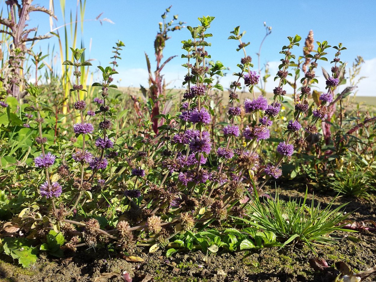 Мята блошница омбало