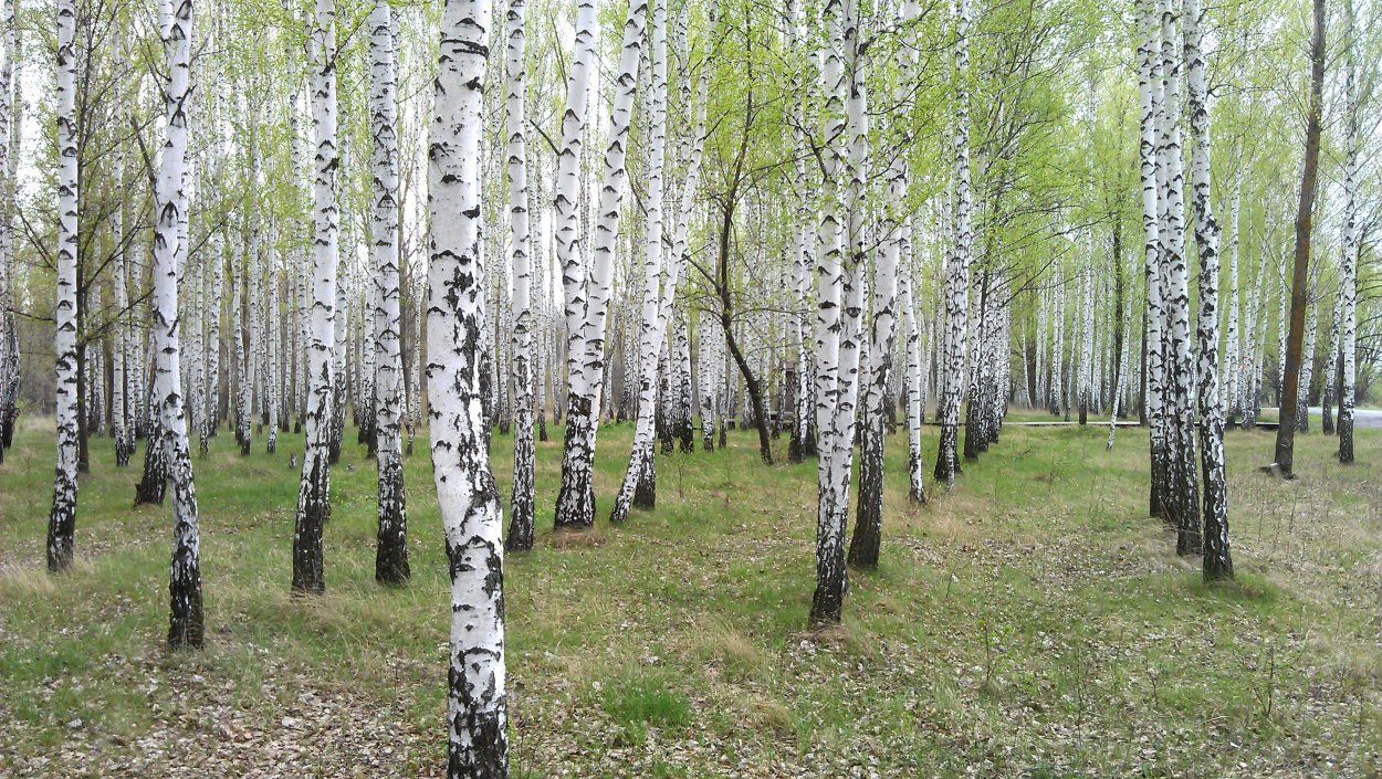 Ледяные деревья