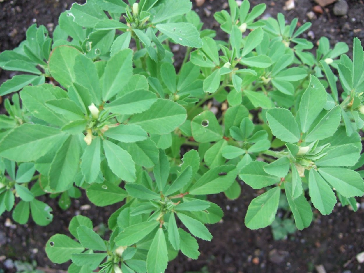 Тригонелла грибная трава уд