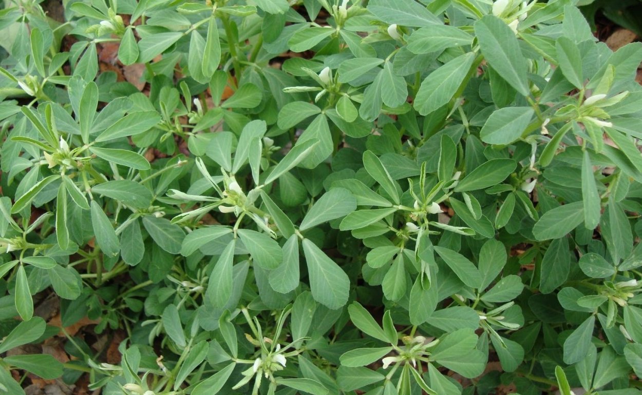 Пажитник греческий