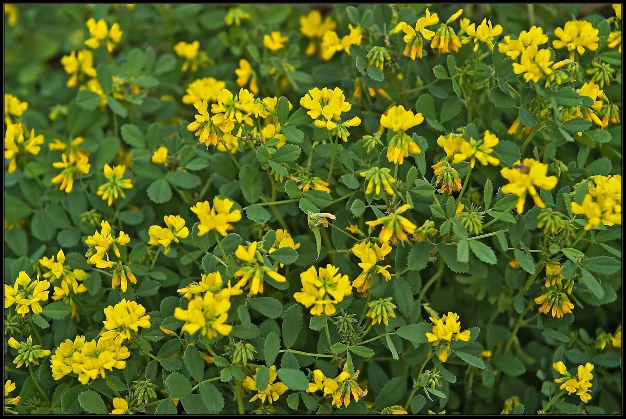 Пажитник Сенной Шамбала