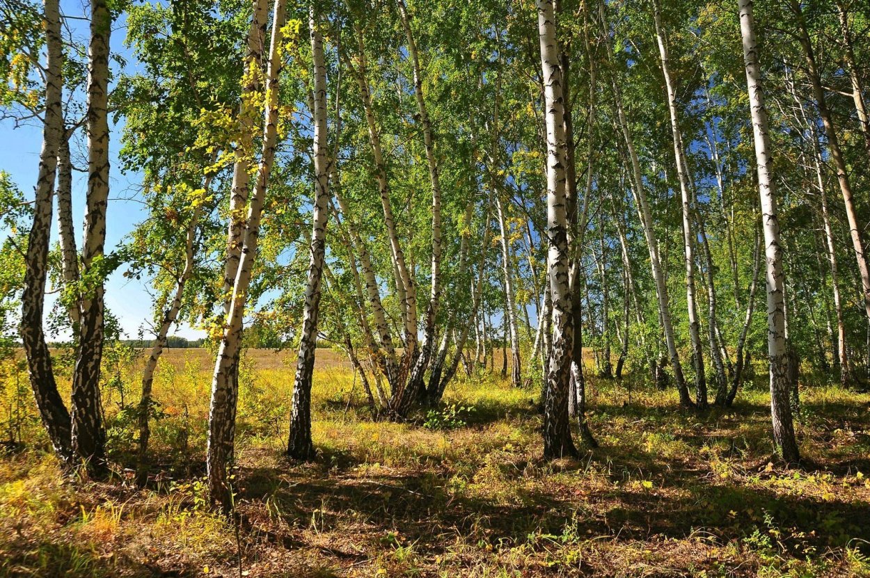 Лишайник ягель в тундре