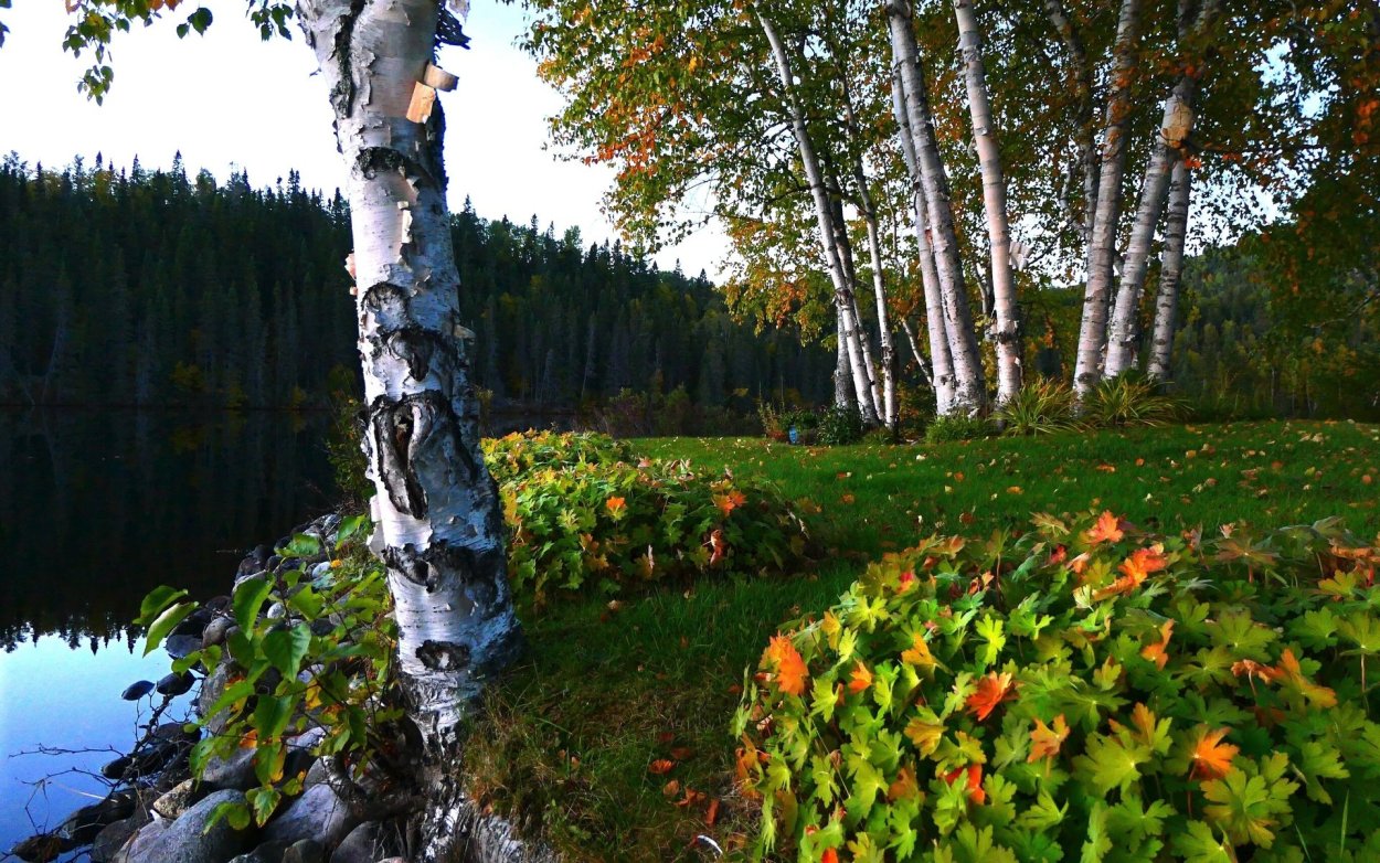 Береза карликовая Betula Nana