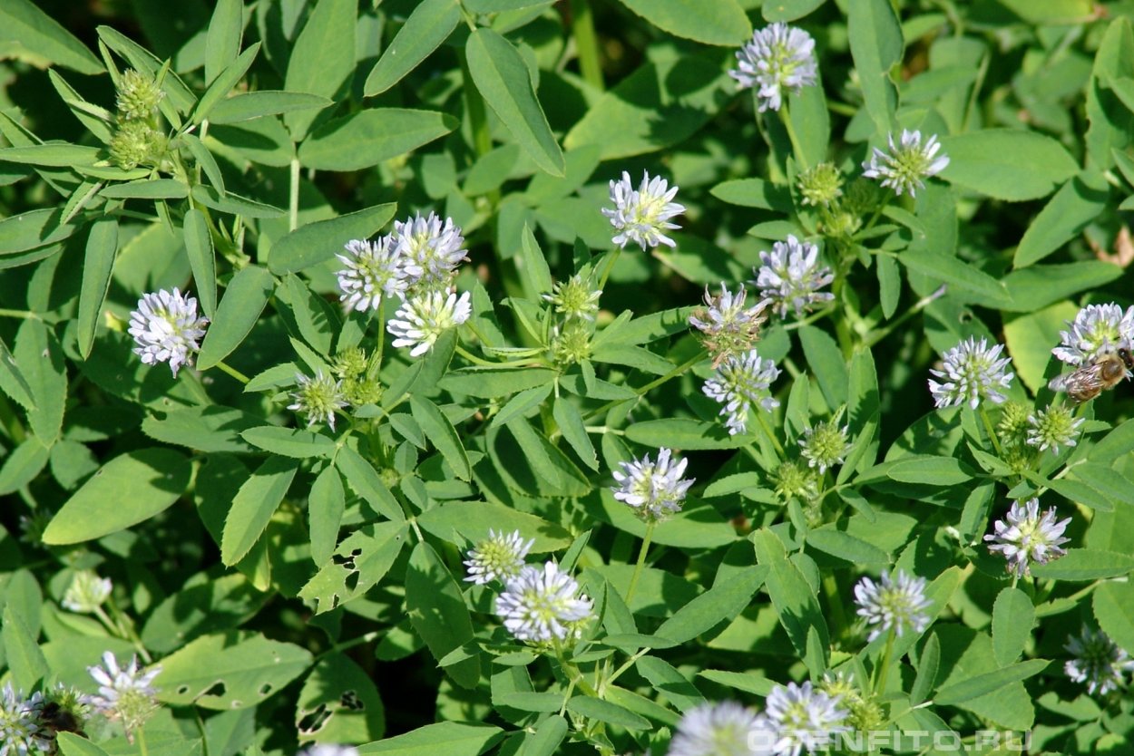 Пажитник Шамбала растение