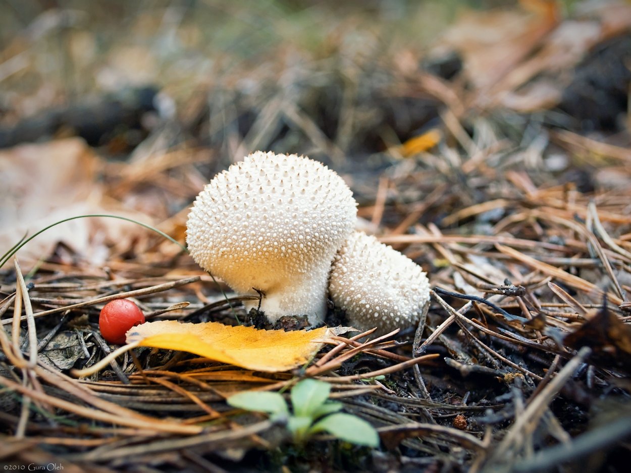 Желтый гриб в крапинку
