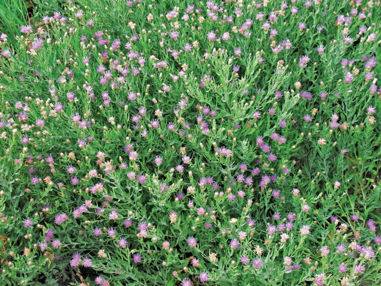 Сорняк горчак ползучий