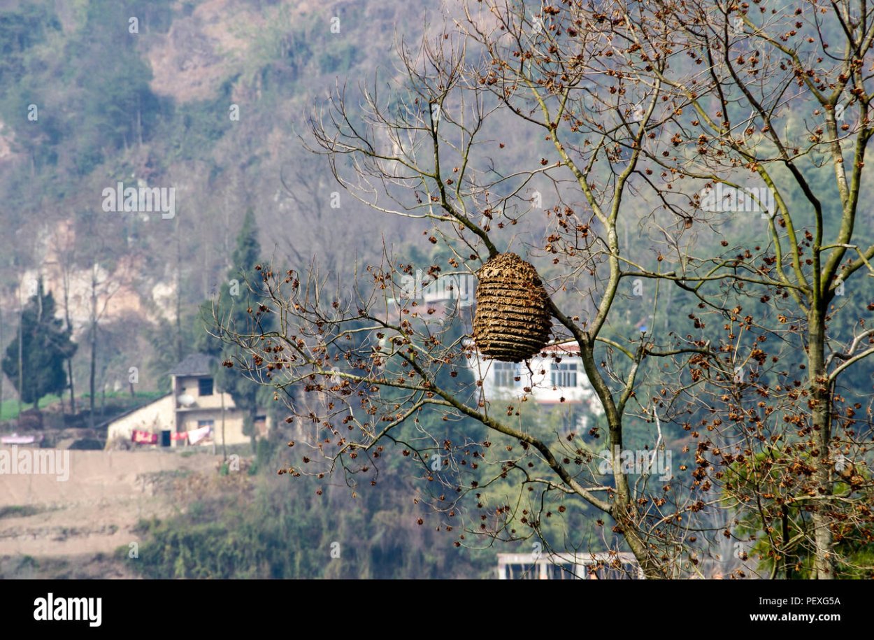 Черно белый рисунок улей на дереве с пчелами