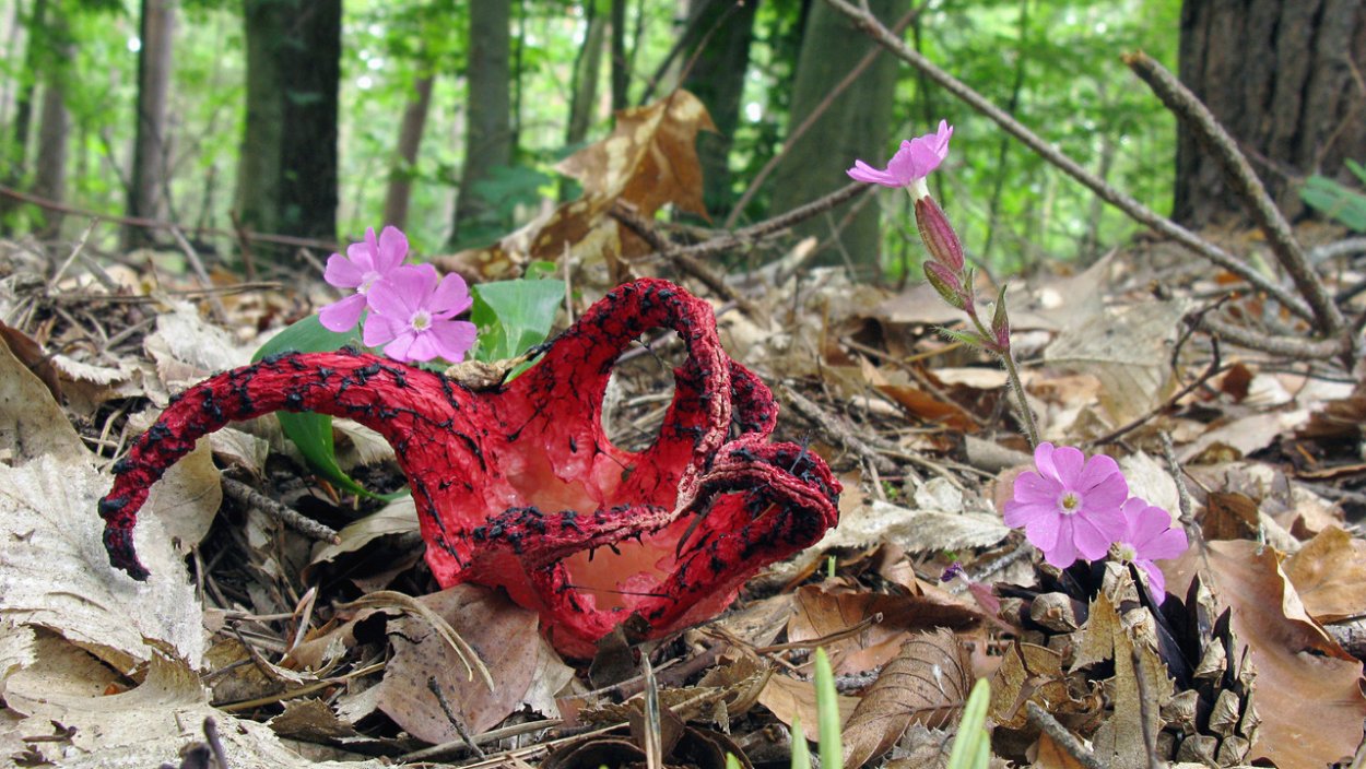 Клатрус Арчера в Подмосковье