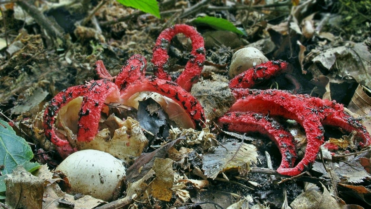 Необычные грибы арт