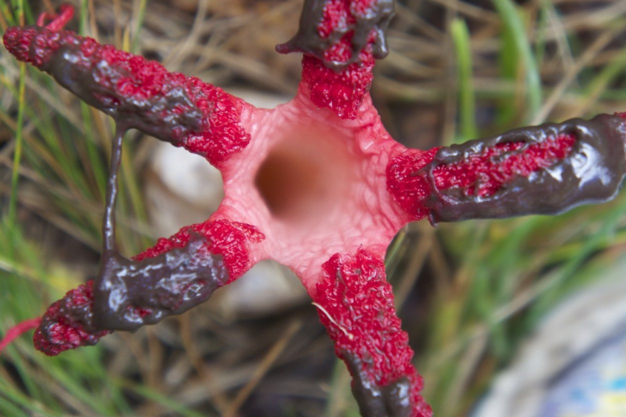 Антурус Арчера (Clathrus archeri)