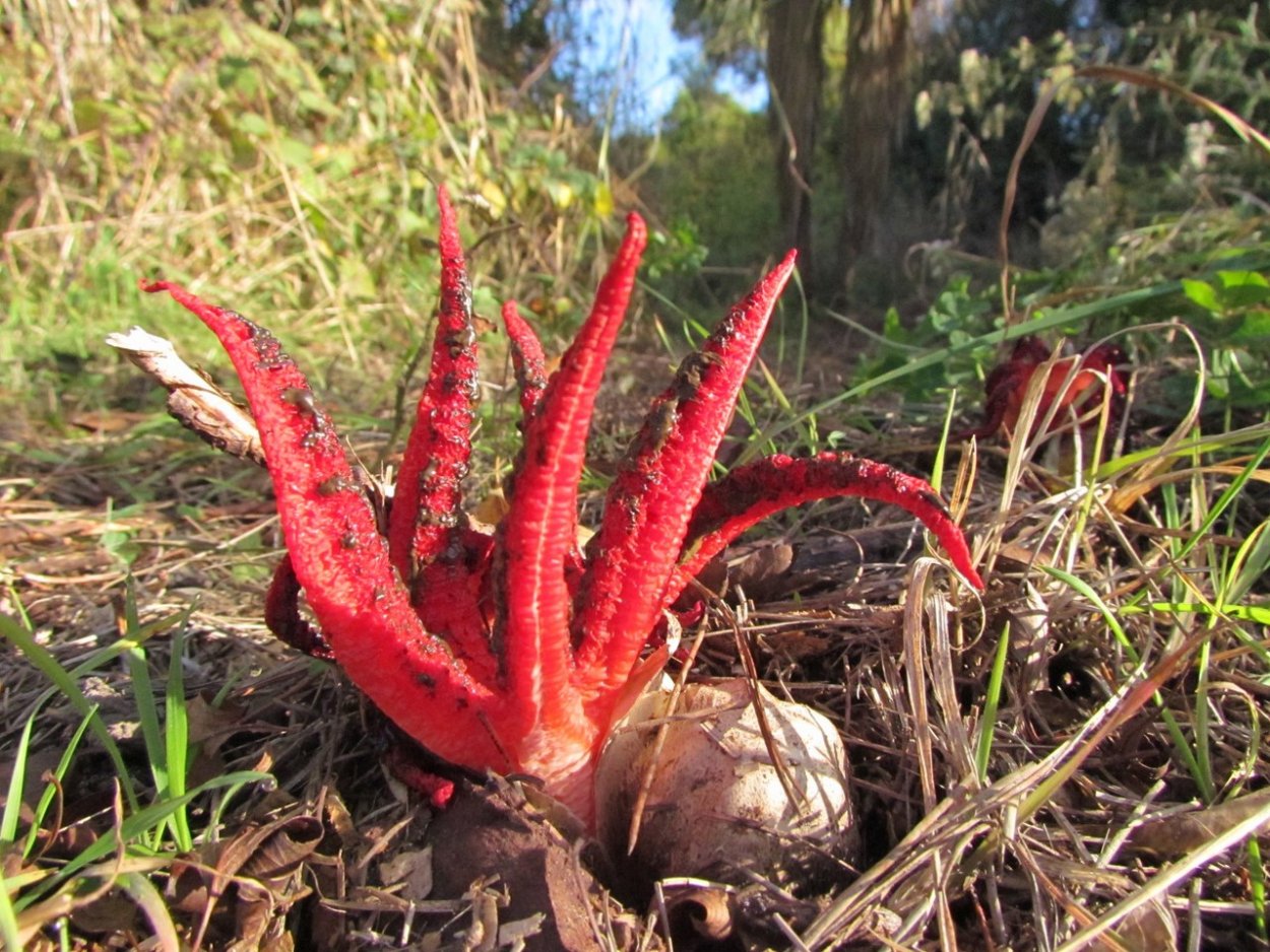 Гоблинкорн Эстетика