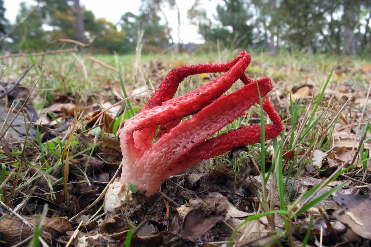 Смердящий Рог осьминога и морской гриб анемон