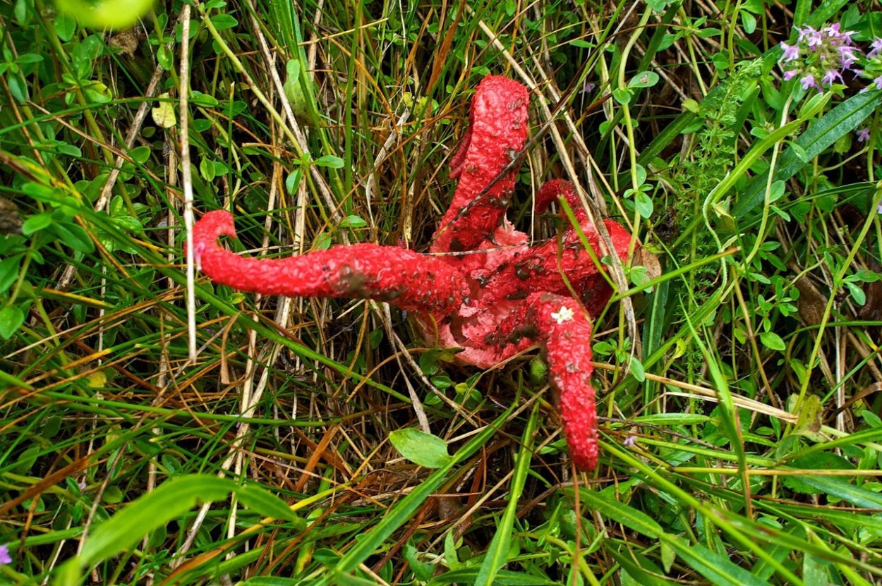 Танцующий гриб