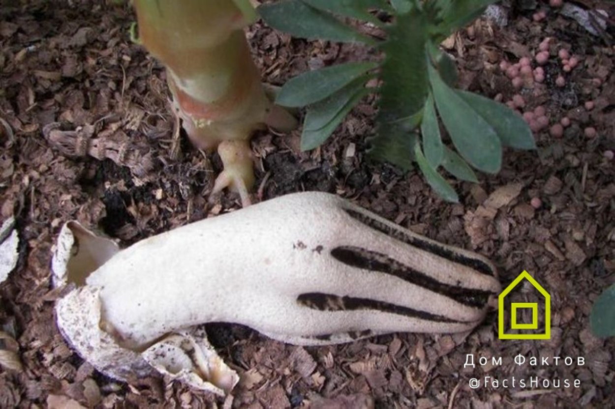 Виноград пальцы дьявола