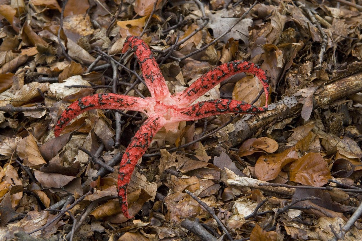 Гриб решеточник красный