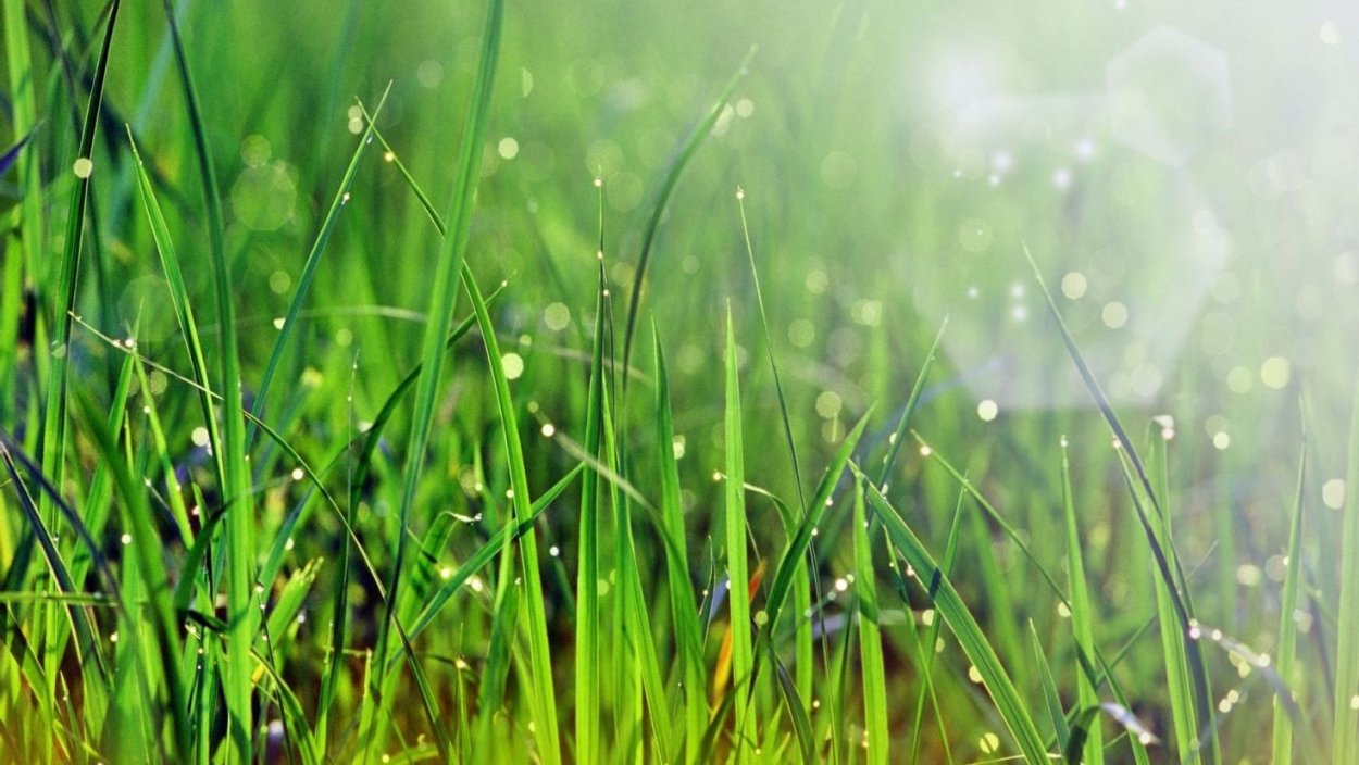 Расслабляющие травы