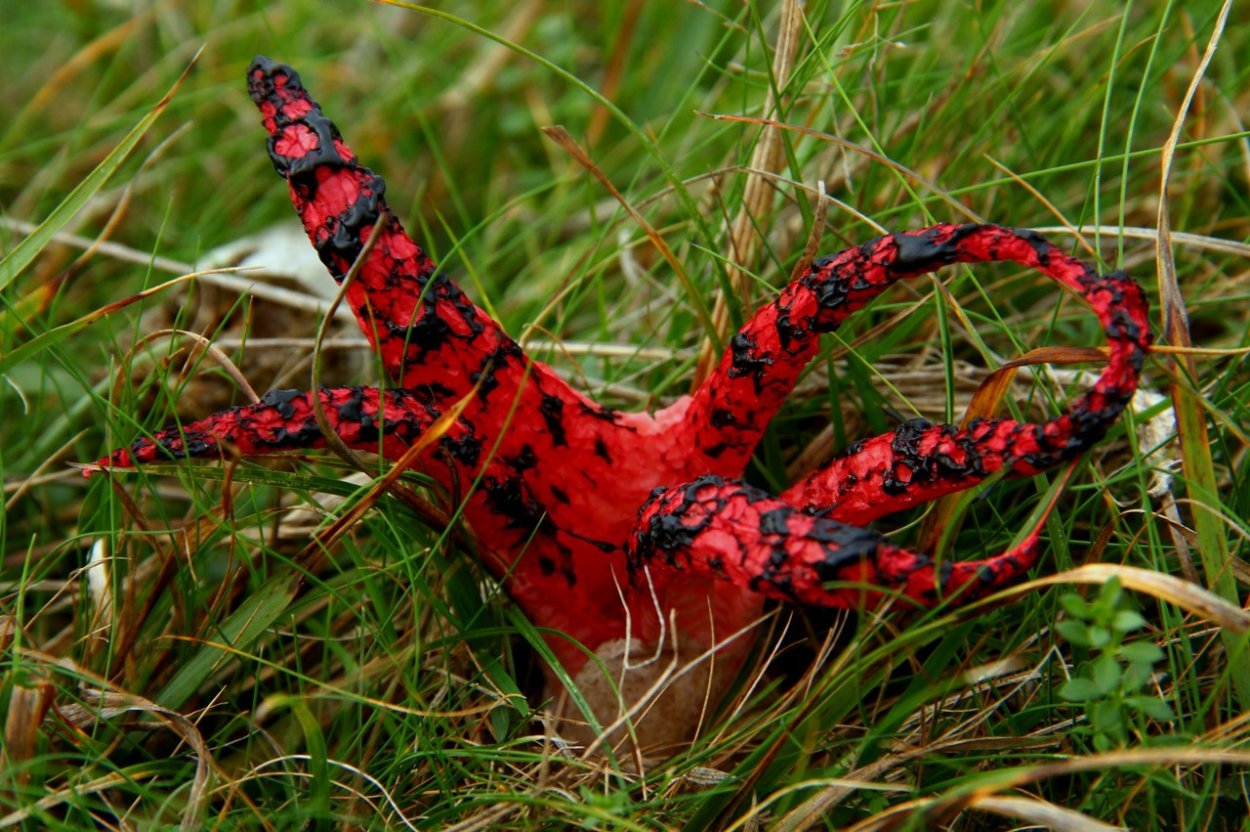 Цветохвостник яванский